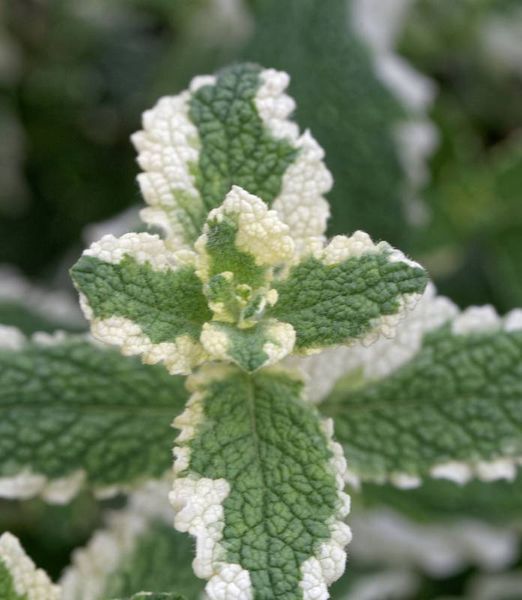 Mentha 'Pineapple Mint'